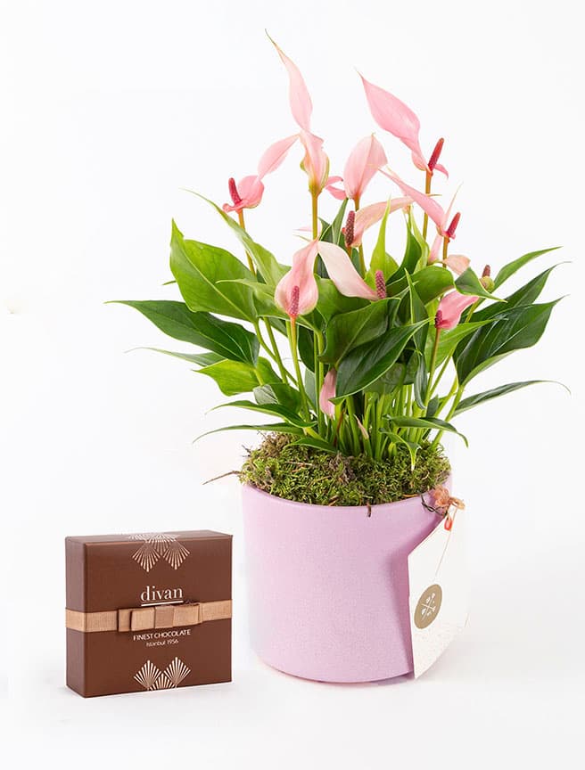 Lily & Divan Pralin Çikolata (9’lu) Bundle