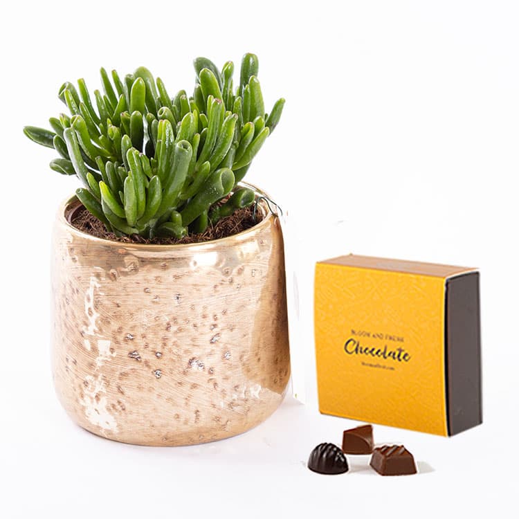 Golden Succulent & Chocolate (4’lü) Bundle — görsel 3