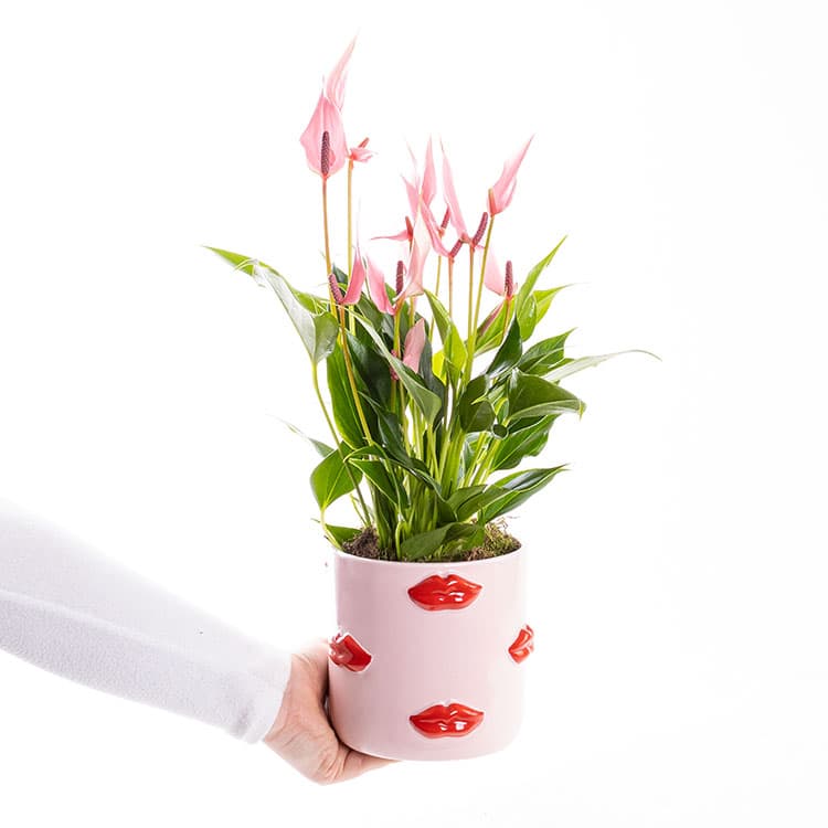Lily Lovers Ed. — görsel 4