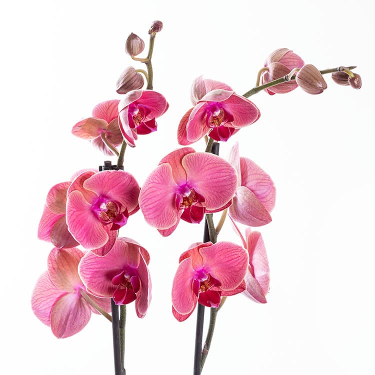 Coral Gold — görsel 5