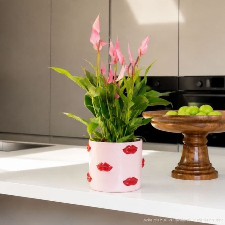 Lily Lovers Ed. — görsel 3
