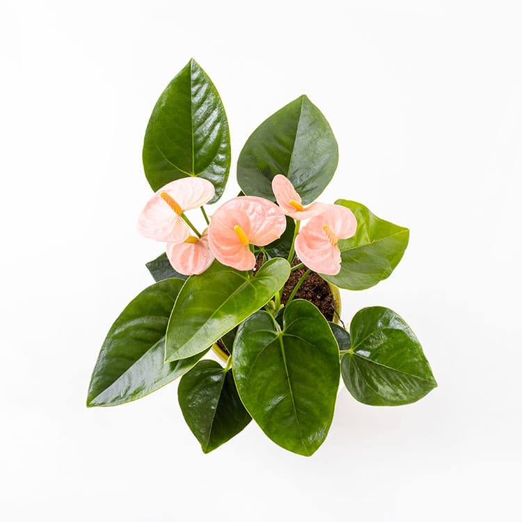 Pinky Olivia — görsel 8