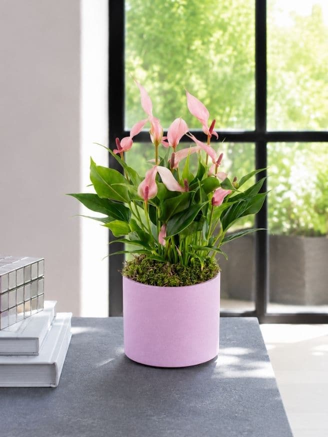 Lily — görsel 2
