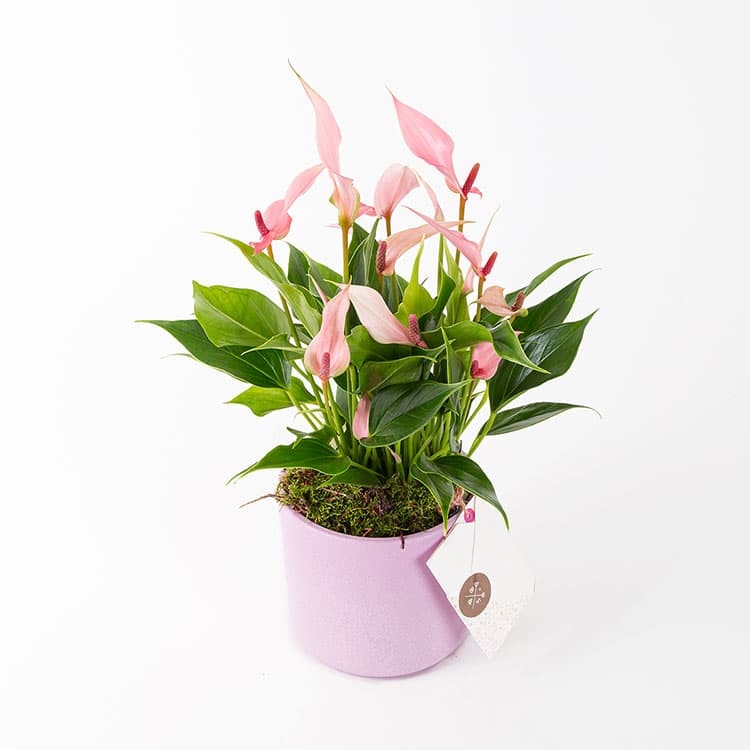Lily — görsel 5