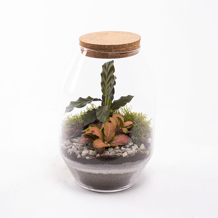 Terrarium Octo — görsel 7