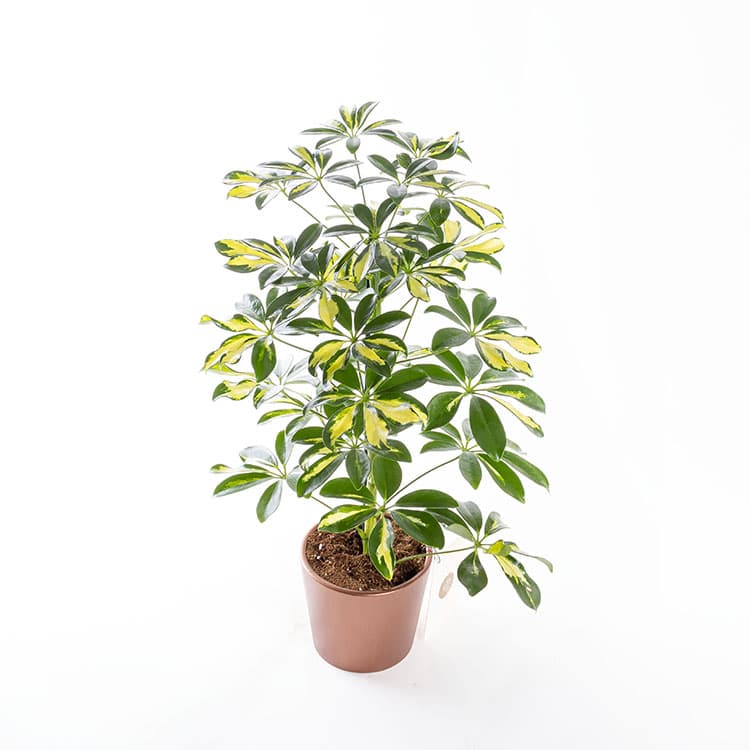 Schefflera — görsel 7