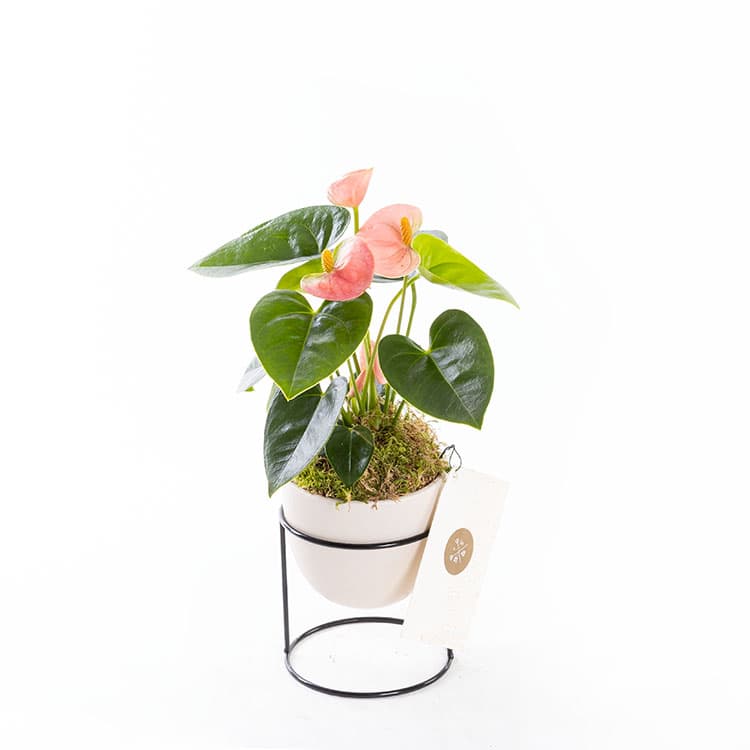 Pinky Air — görsel 7