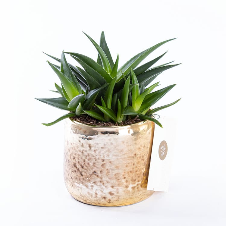 Golden Succulent & Chocolate (4’lü) Bundle — görsel 8