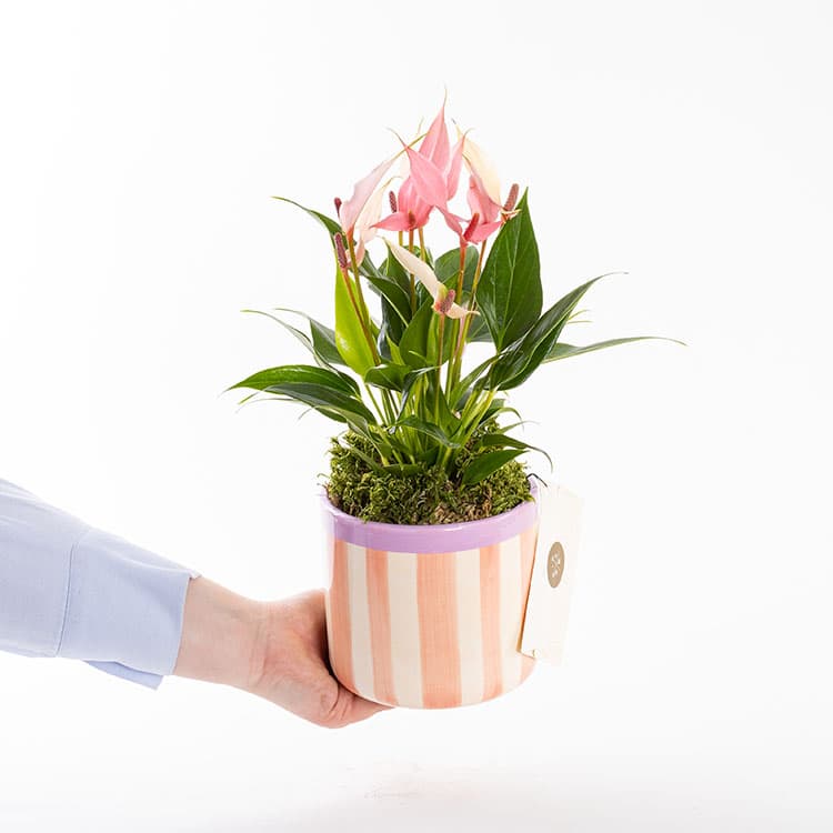 Lily Stripes — görsel 4