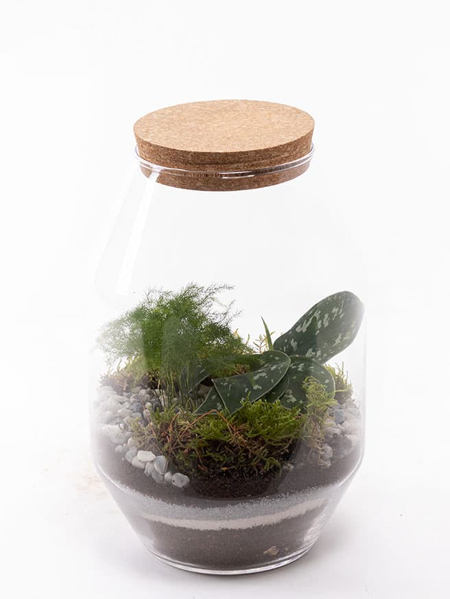 Terrarium Octo