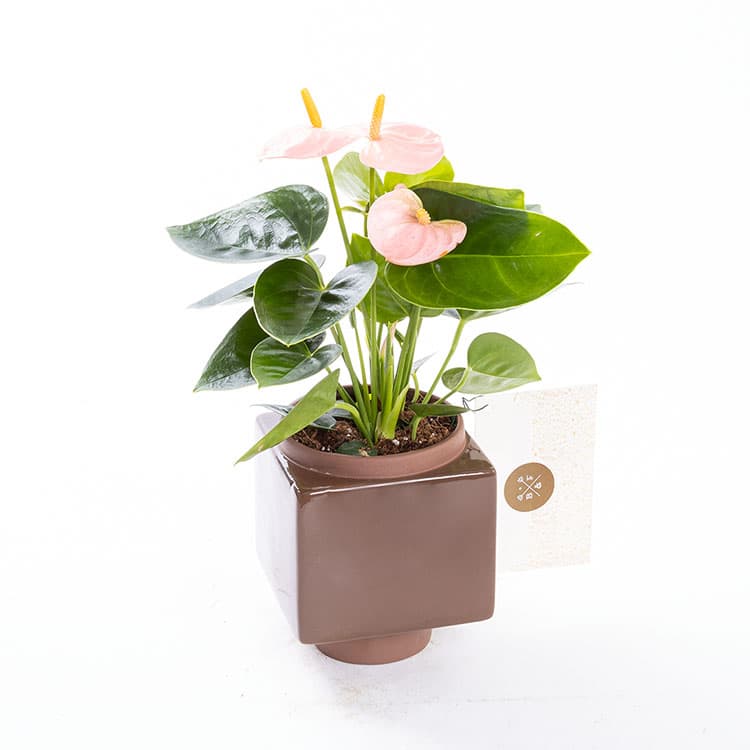Pinky — görsel 6