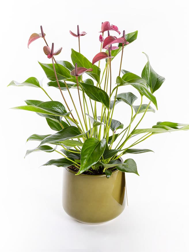 Cavalli Anthurium XL