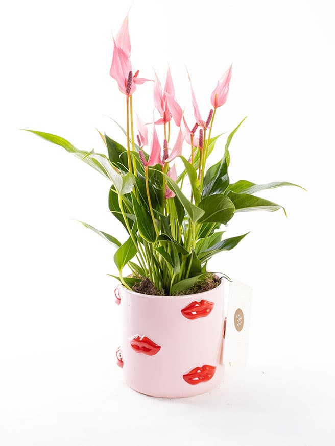 Lily Lovers Ed.