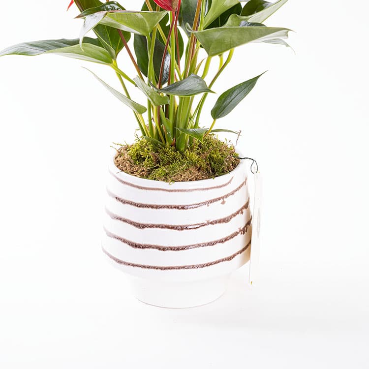 Roja Moonstone — görsel 9