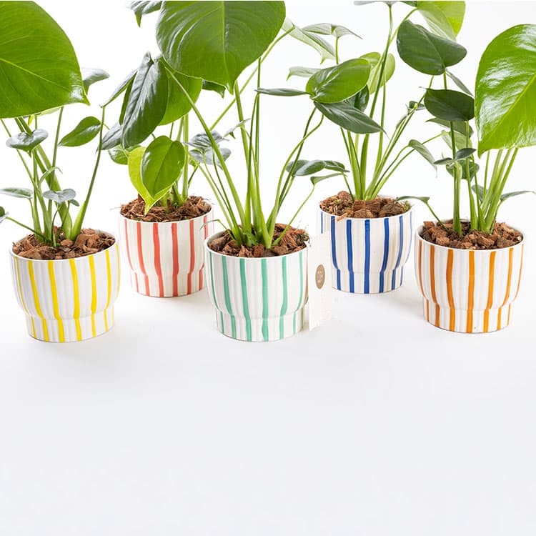 Monstera — görsel 11