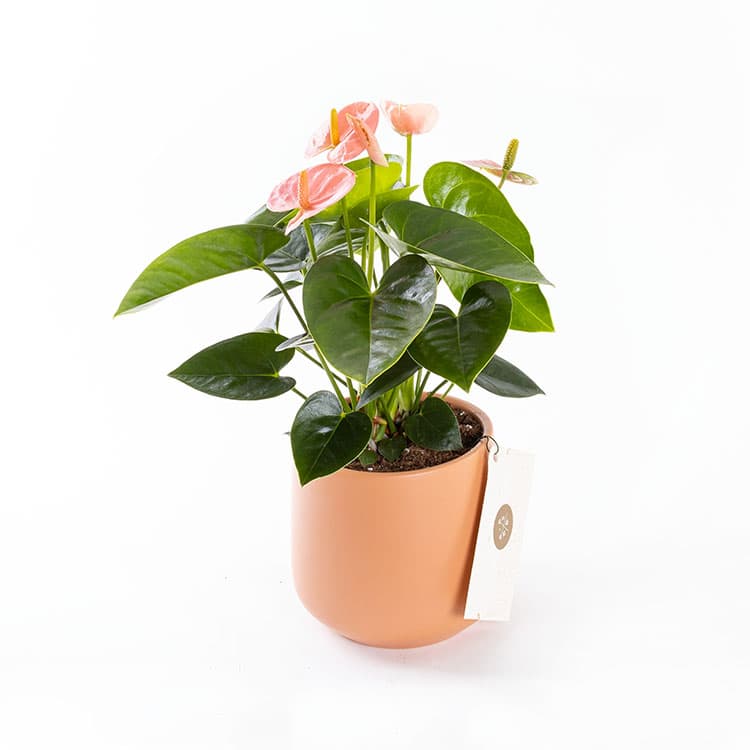 Pinky Toscana — görsel 5