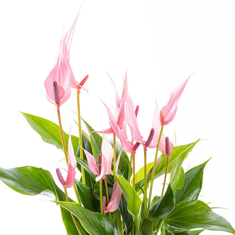 Lily Lovers Ed. — görsel 8