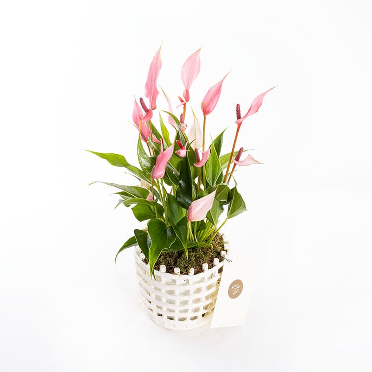 Lily Mesh — görsel 6