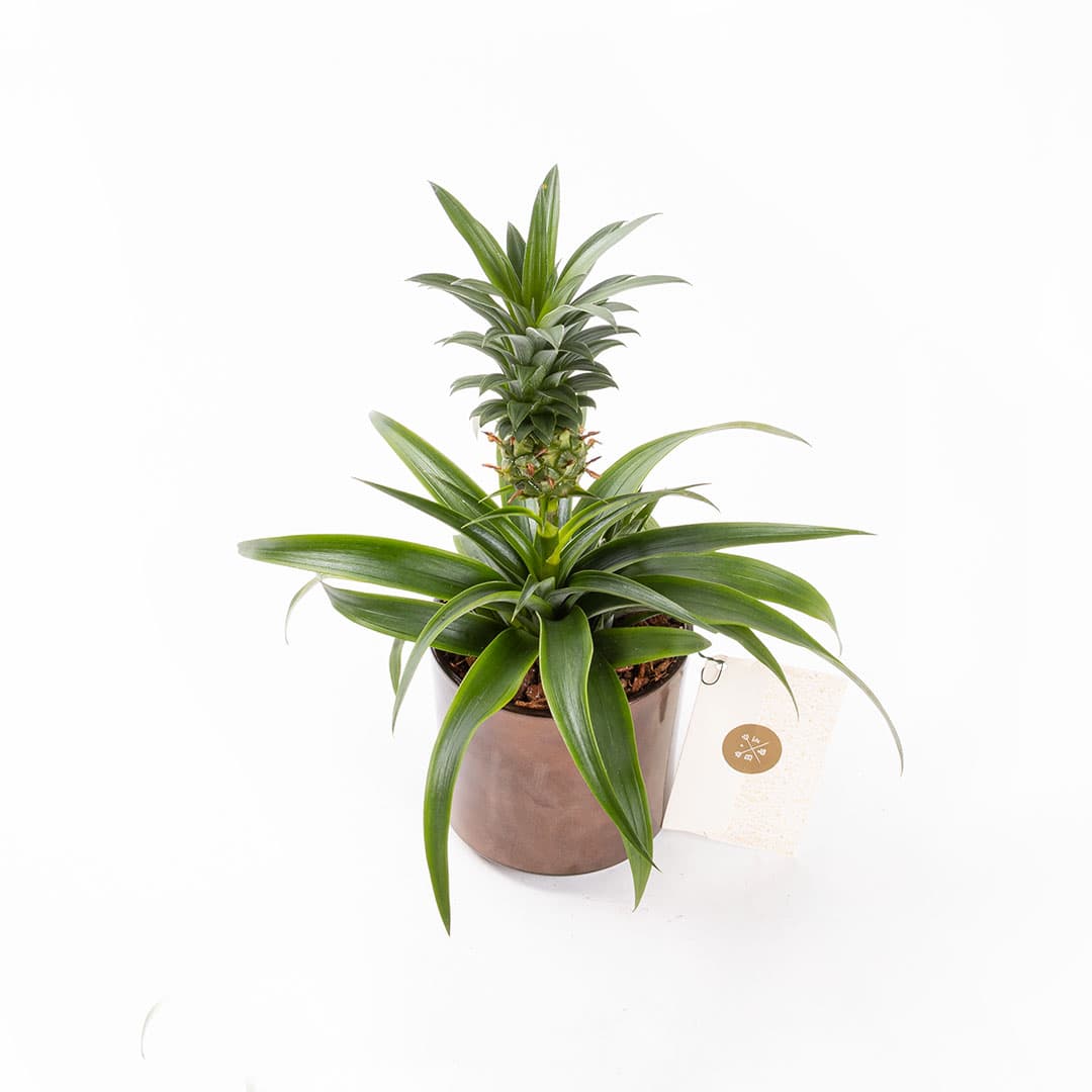 Fineapple — görsel 5
