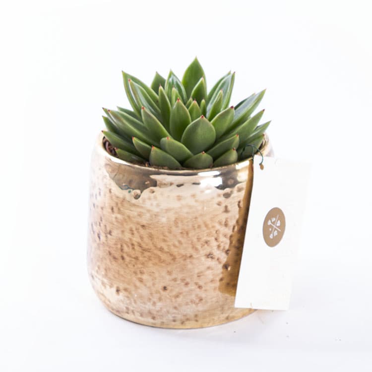 Golden Succulent — görsel 8