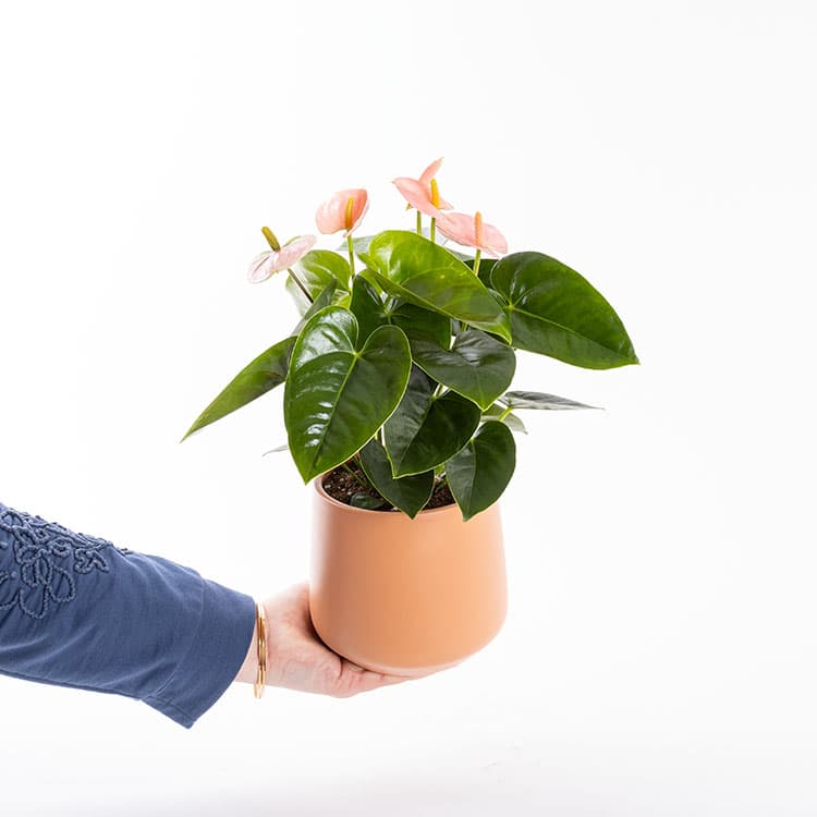 Pinky Toscana — görsel 4