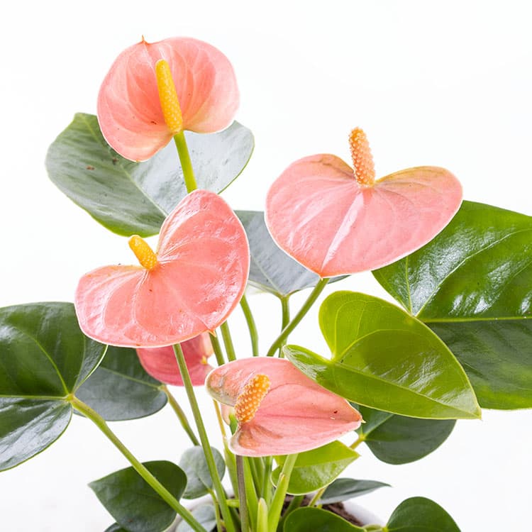 Pinky White — görsel 7