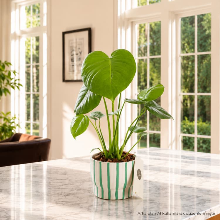 Monstera — görsel 4