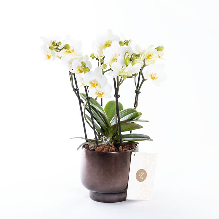 Gina Scandic — görsel 6