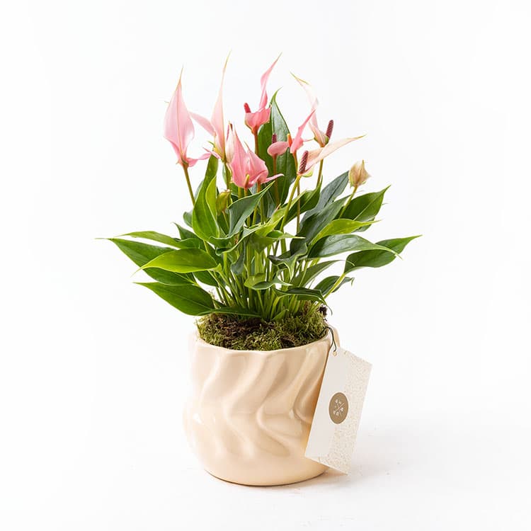Lily Twister — görsel 5