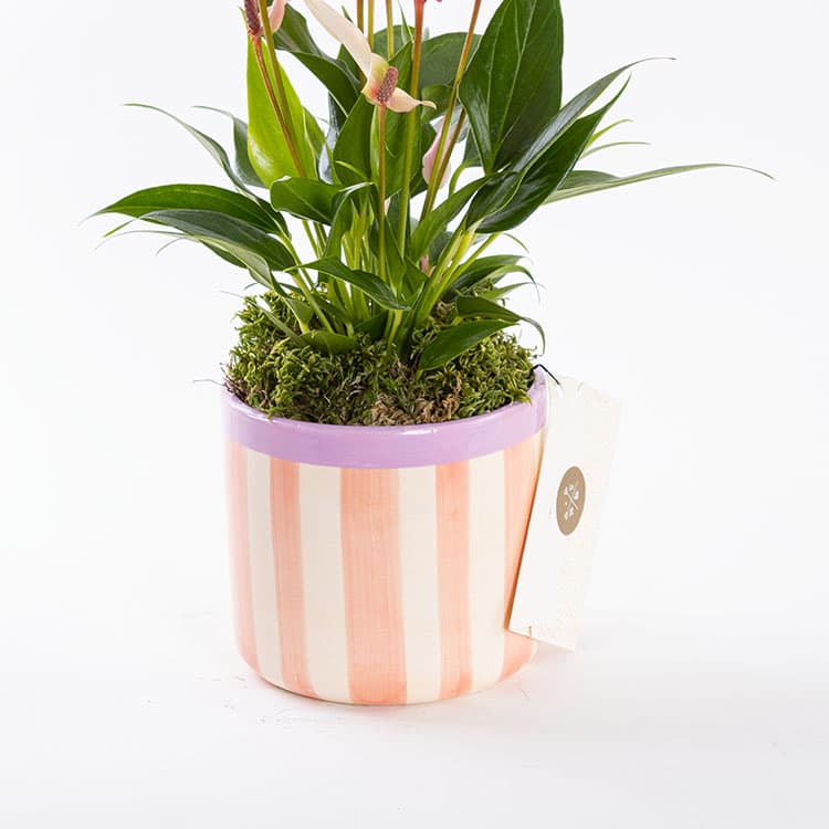 Lily Stripes — görsel 8