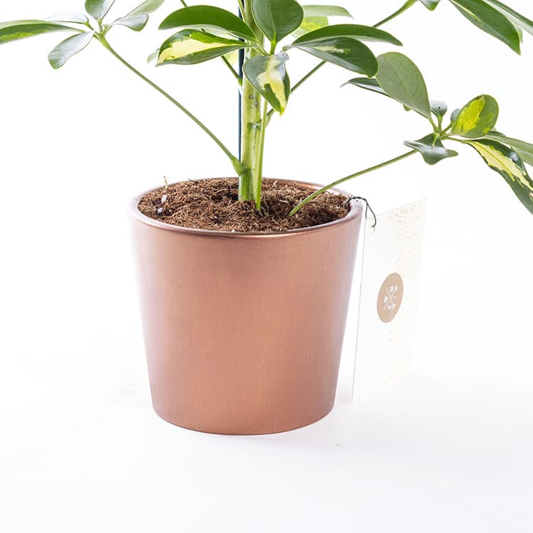 Schefflera — görsel 9