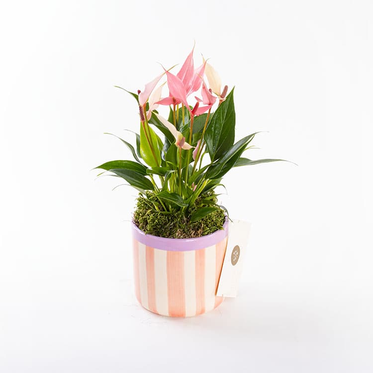 Lily Stripes — görsel 5