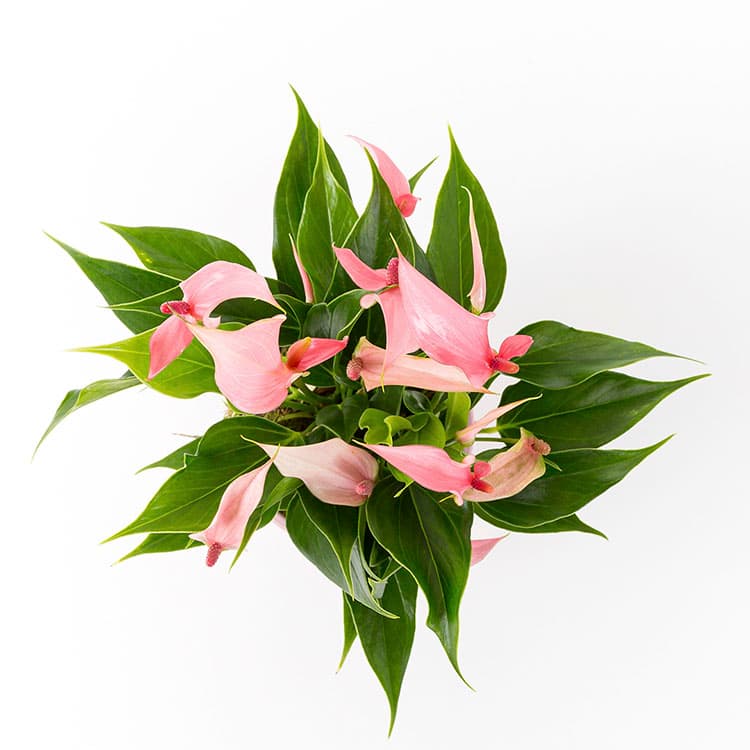 Lily — görsel 8