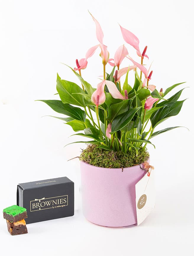 Lily & Brownies Mixbox (6'lı) Bundle