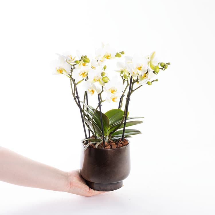 Gina Scandic — görsel 5