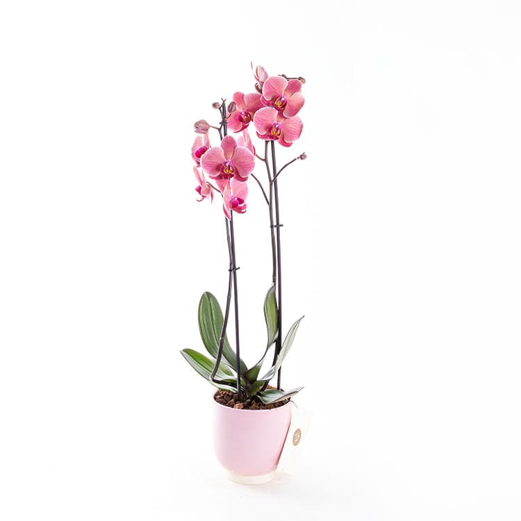Coral Pink — görsel 5