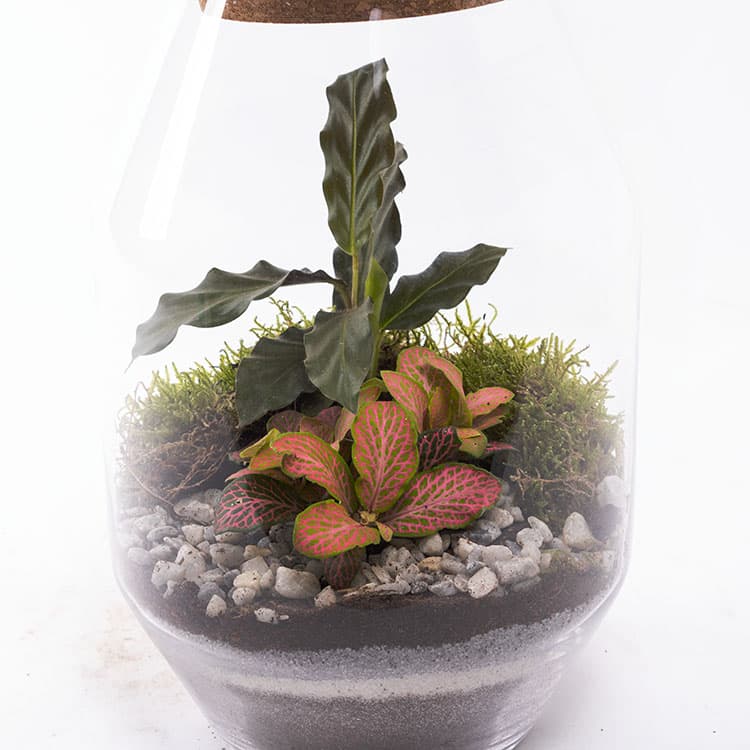 Terrarium Octo — görsel 8