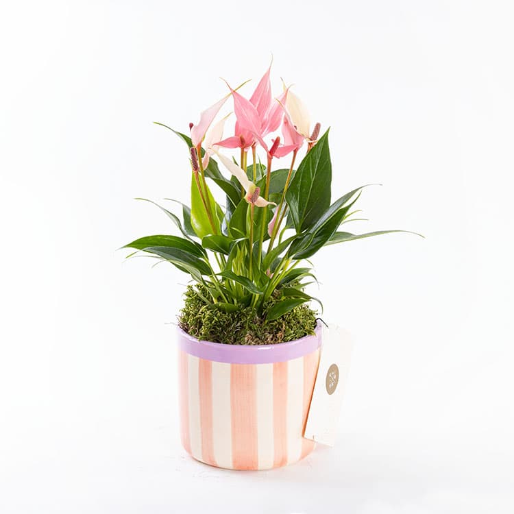 Lily Stripes — görsel 7