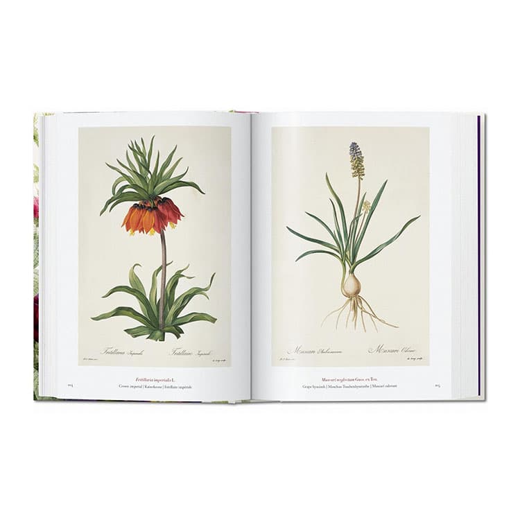 The Book of Flowers - Pierre Joseph Redouté — görsel 3