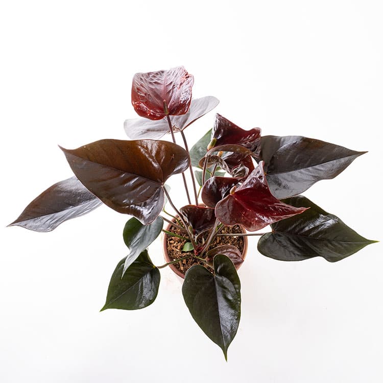 Dark Sienna Bronze — görsel 7
