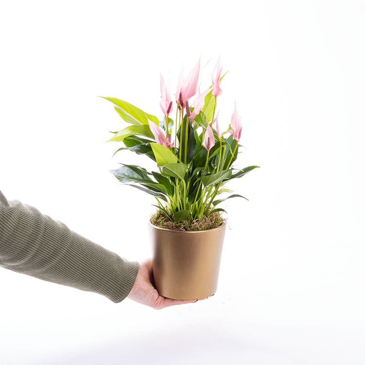 Lily Gold — görsel 5