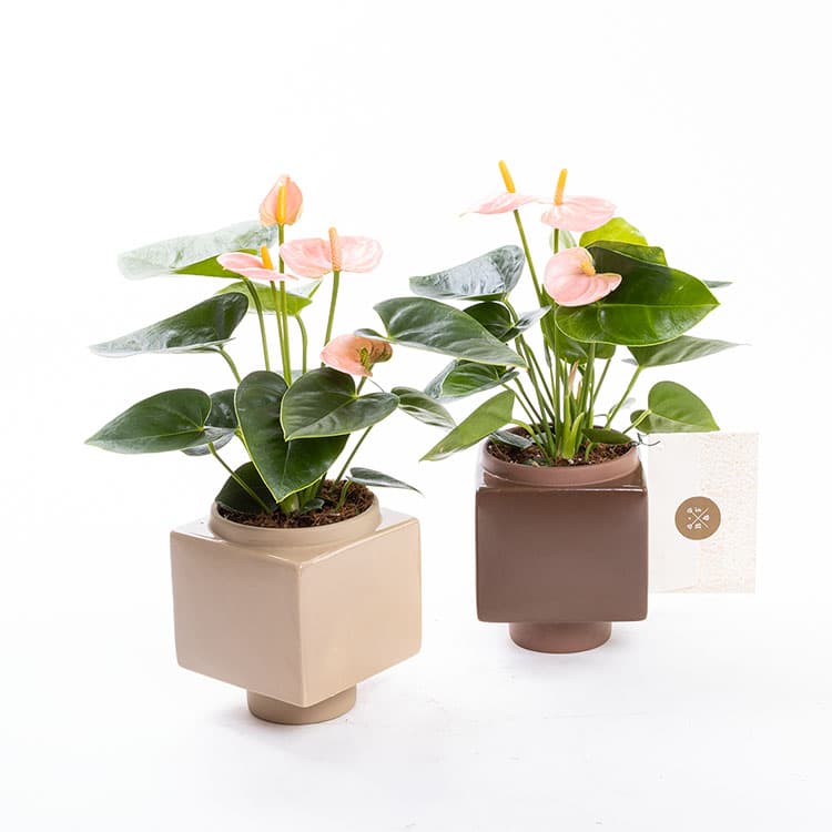Pinky — görsel 3