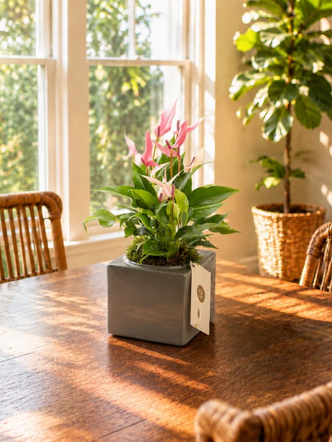 Lily Cubes