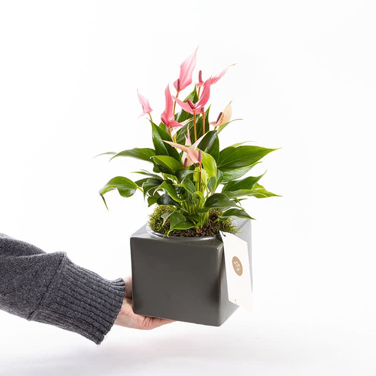 Lily Cubes — görsel 4