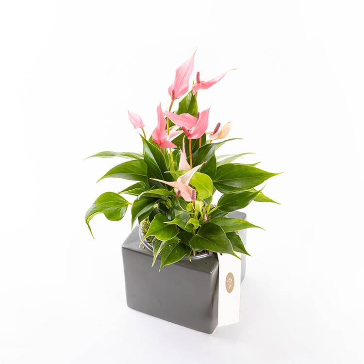 Lily Cubes — görsel 6