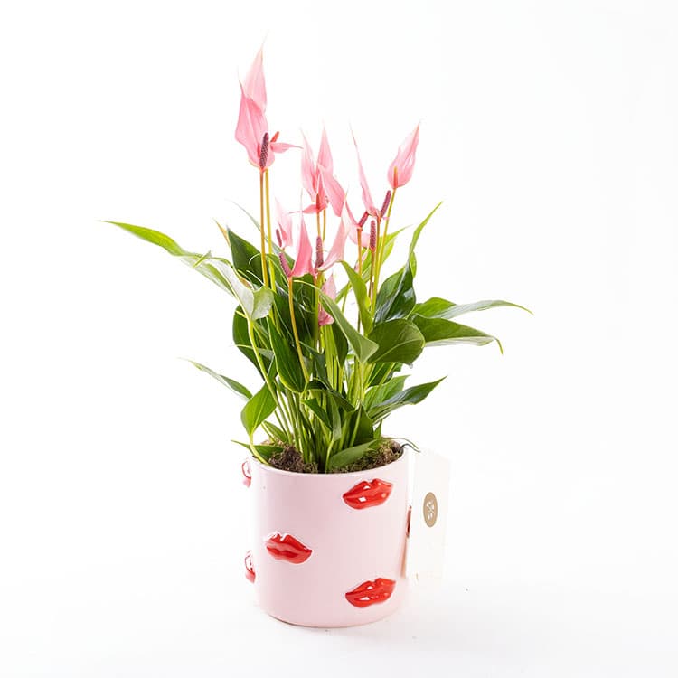 Lily Lovers Ed. — görsel 5