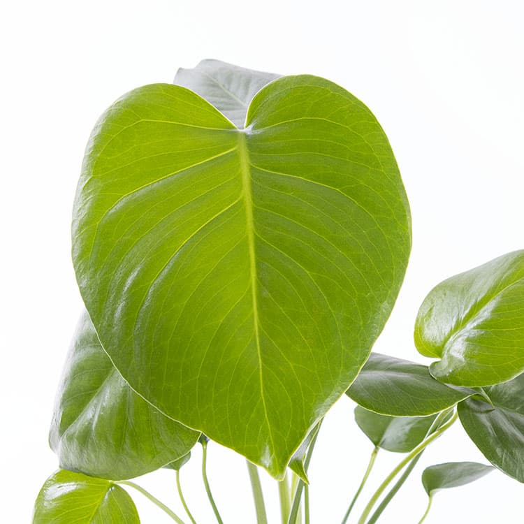Monstera — görsel 9