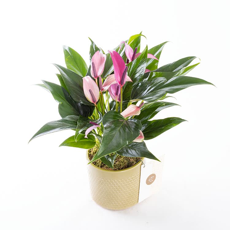 Zuzu Olivia — görsel 7