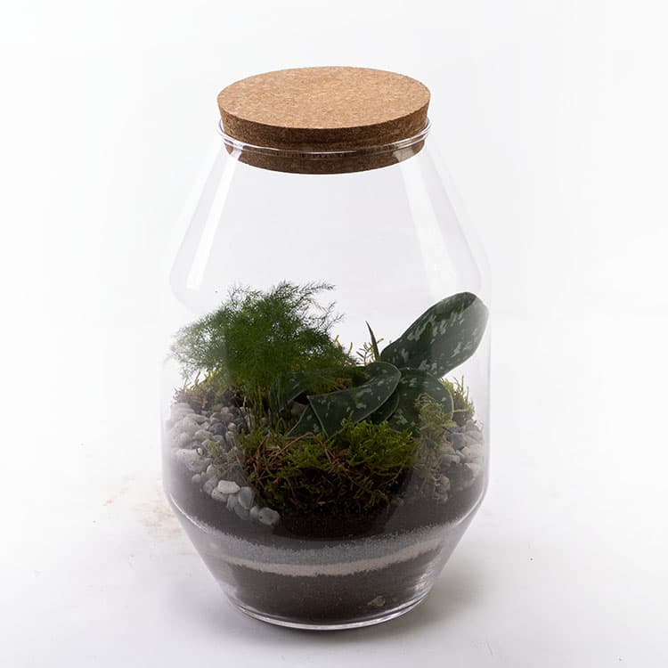 Terrarium Octo — görsel 5