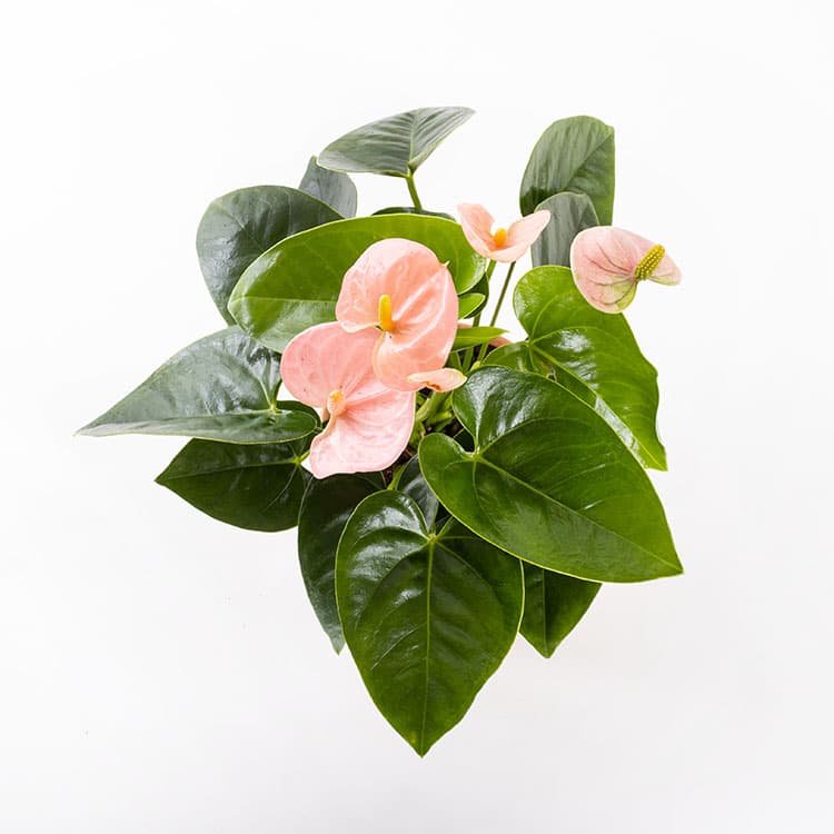 Pinky Toscana — görsel 8